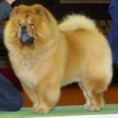 /album/ra%c3%a7as%20de%20cachorros%20%2c%20%28%3a/chow-chow-3-jpg/